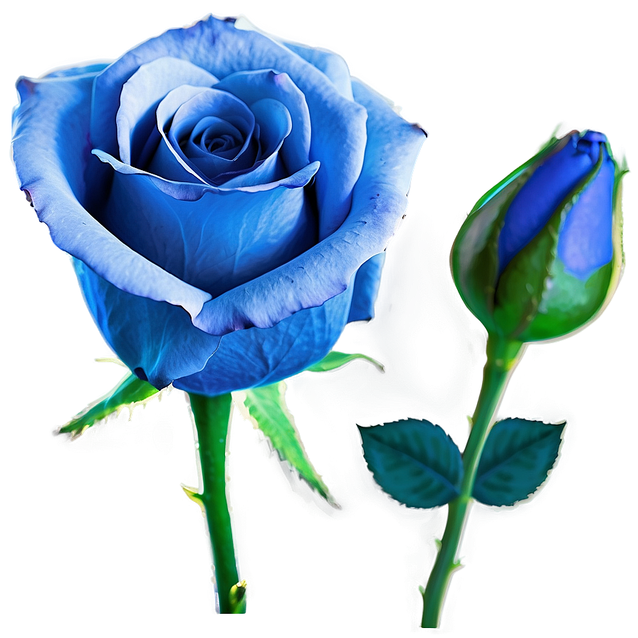 Blue Rose Png Uso