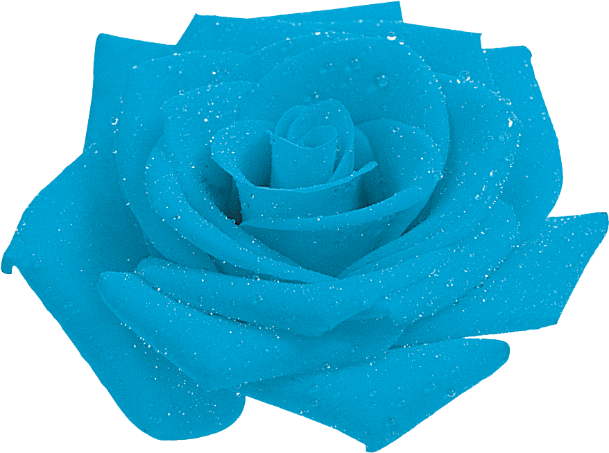 Blue Rosewith Dew Drops.png