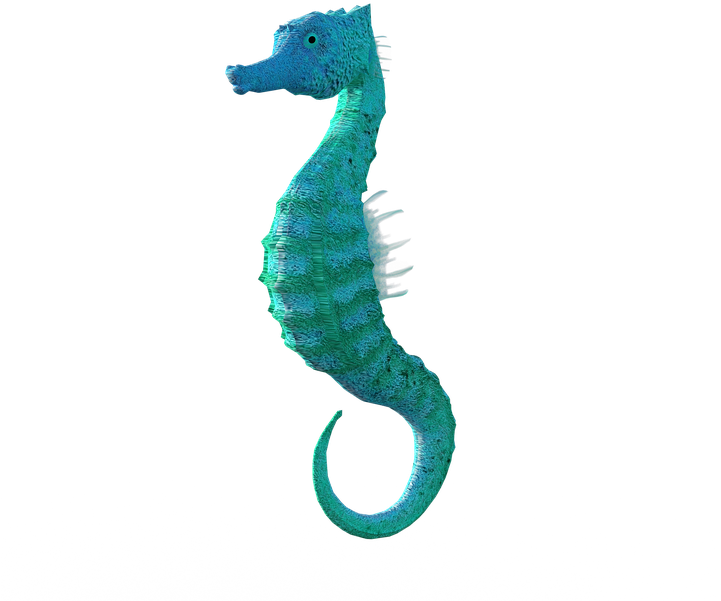 Blue Seahorse Profile