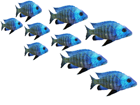 Blue Tropical Fish School900x675