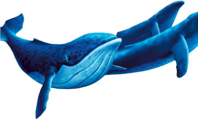 Blue Whale Cartoon Illustration