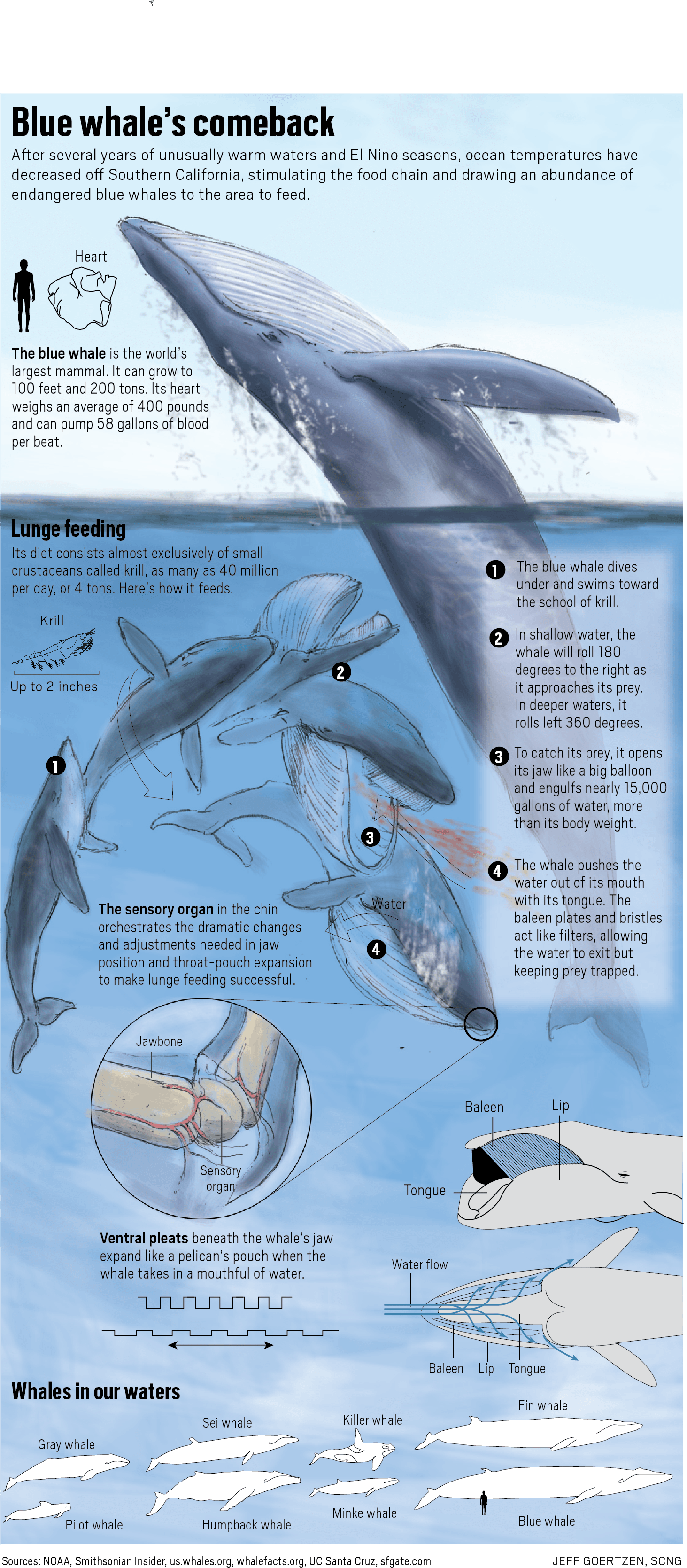 Blue Whale Feeding Infographic