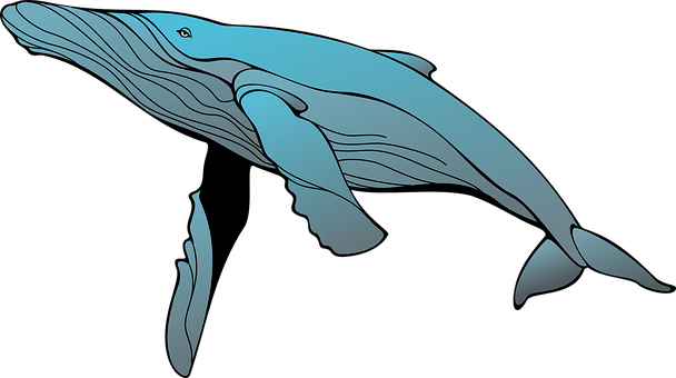 Blue Whale Illustration