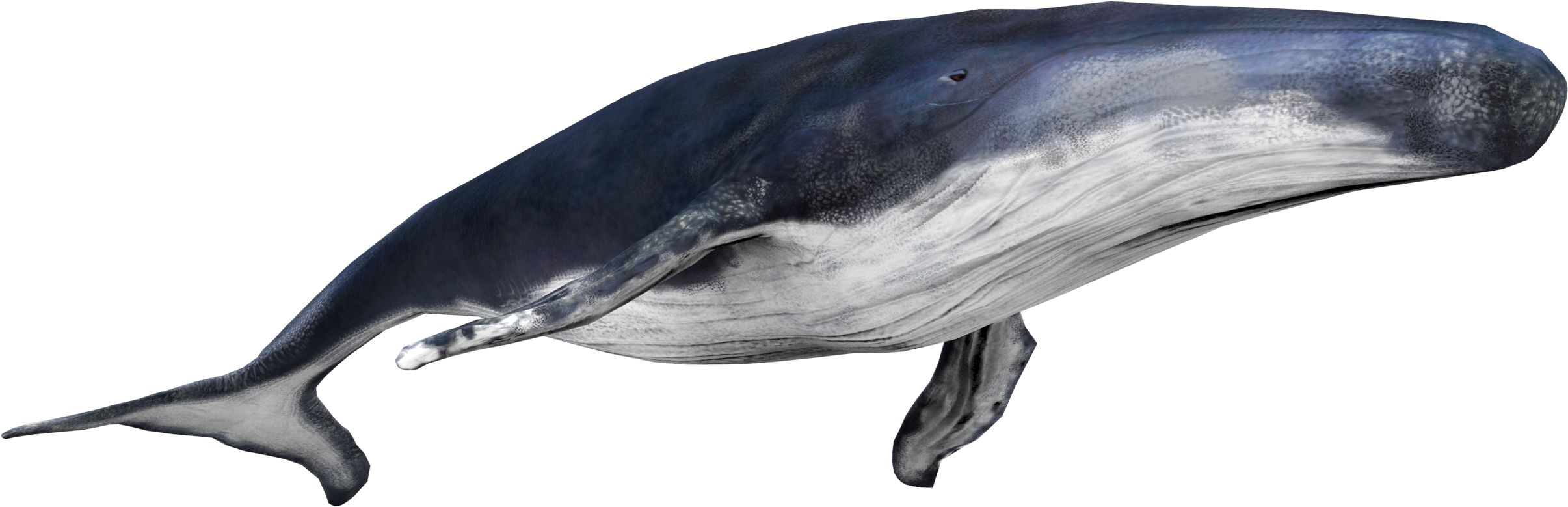 Blue Whale Side View.png