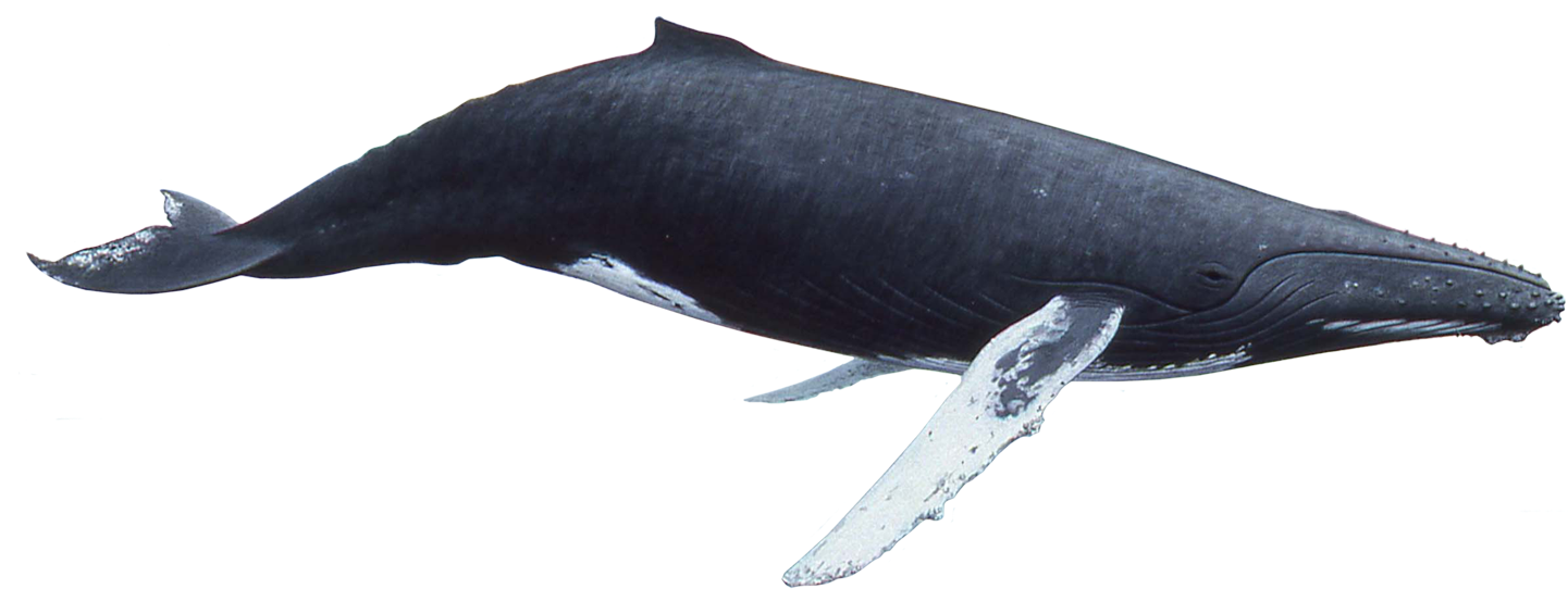 Blue Whale Underwater