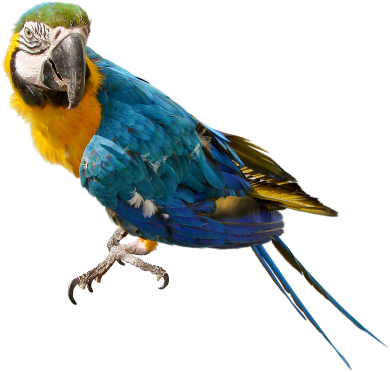 Blueand Yellow Macaw Perched