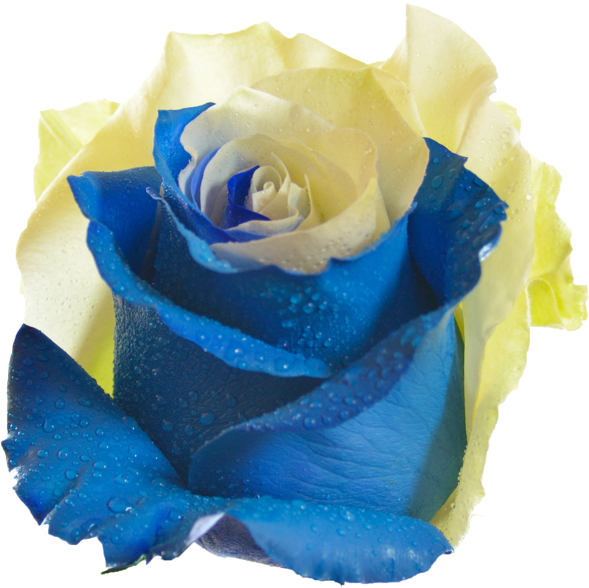 Blueand Yellow Rosewith Dew Drops.png