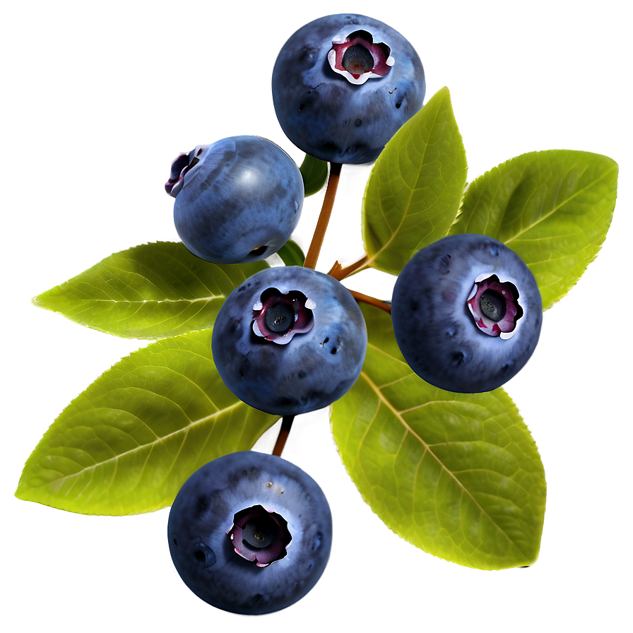 Blueberries In Nature Png Rqn