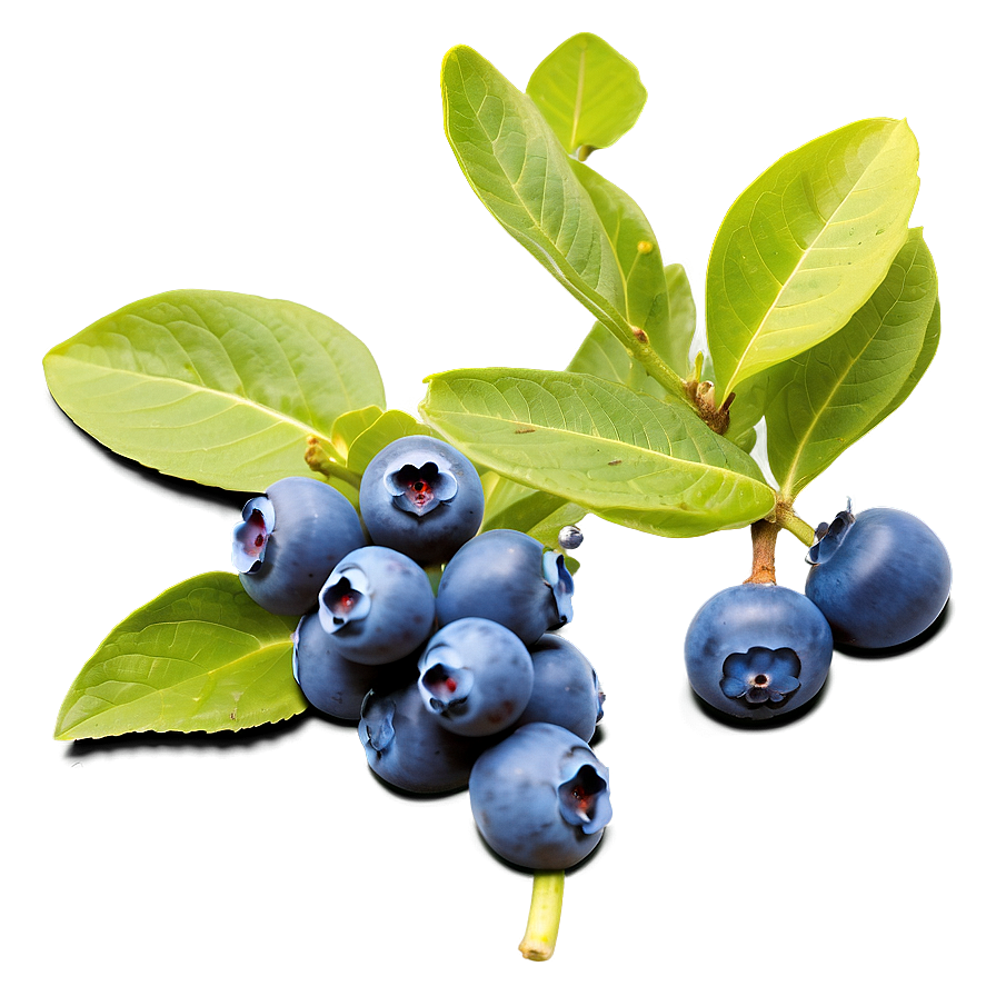 Blueberry Bush Bounty Png Xet