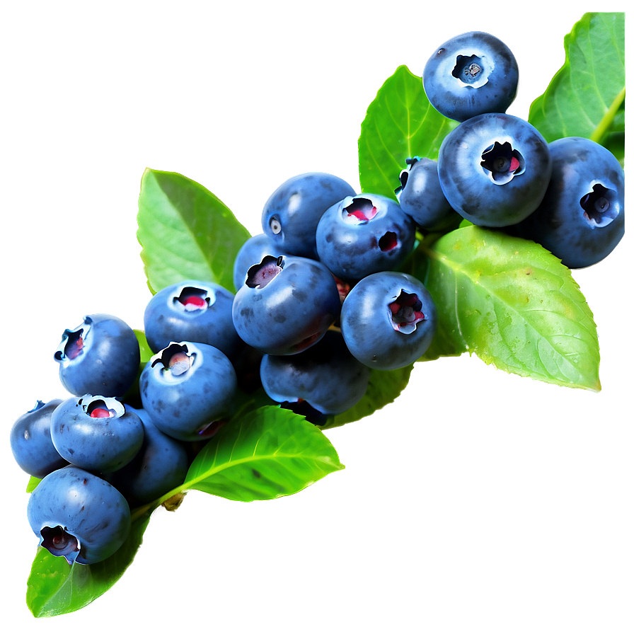 Blueberry Farm Fresh Png 05212024