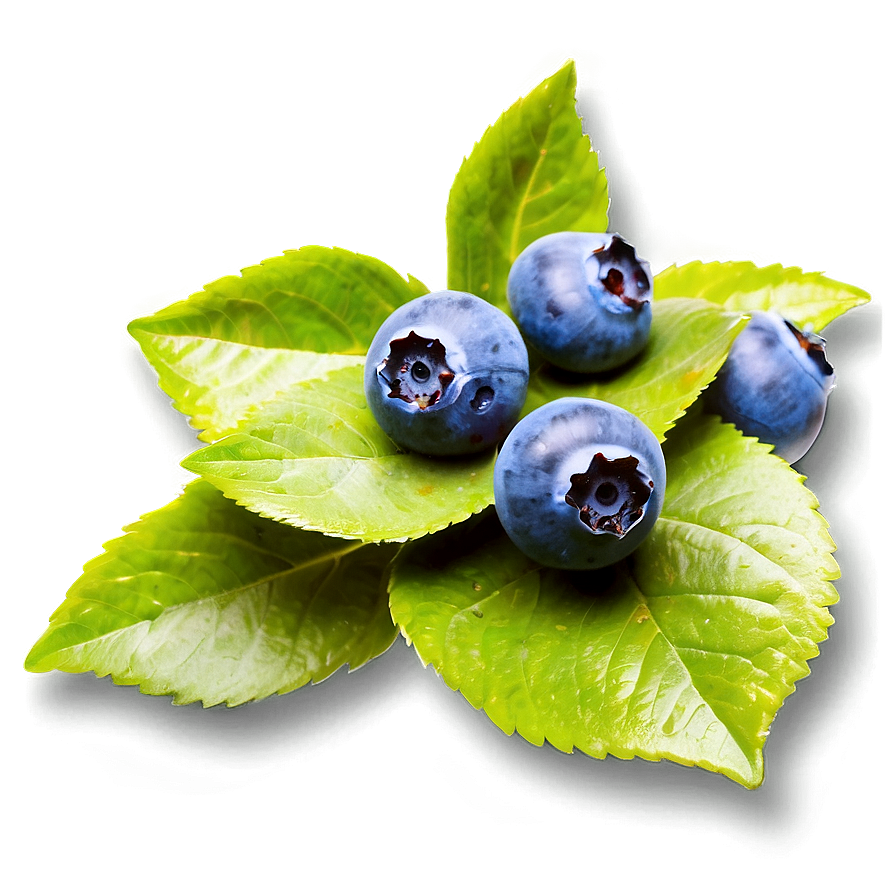 Blueberry Farm Fresh Png 13