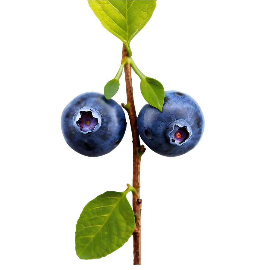 Blueberry Fruit Png 05062024