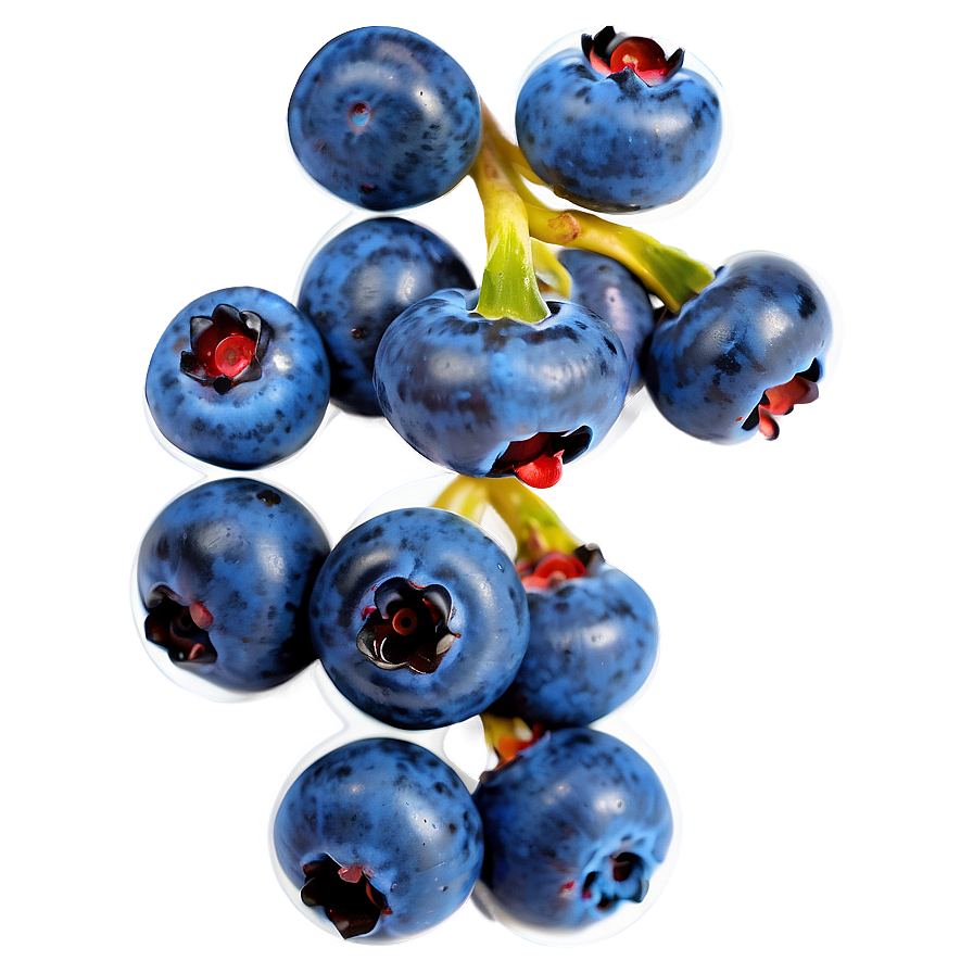 Blueberry Harvest Png 05242024