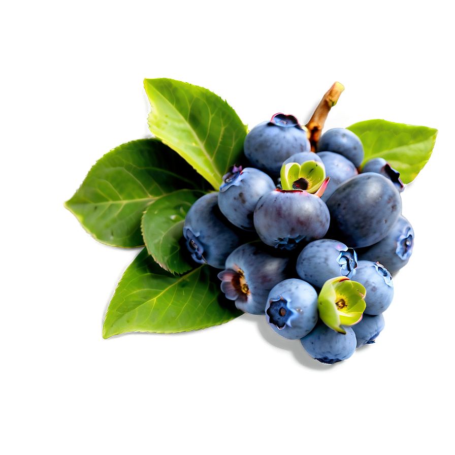 Blueberry Harvest Png Hfx