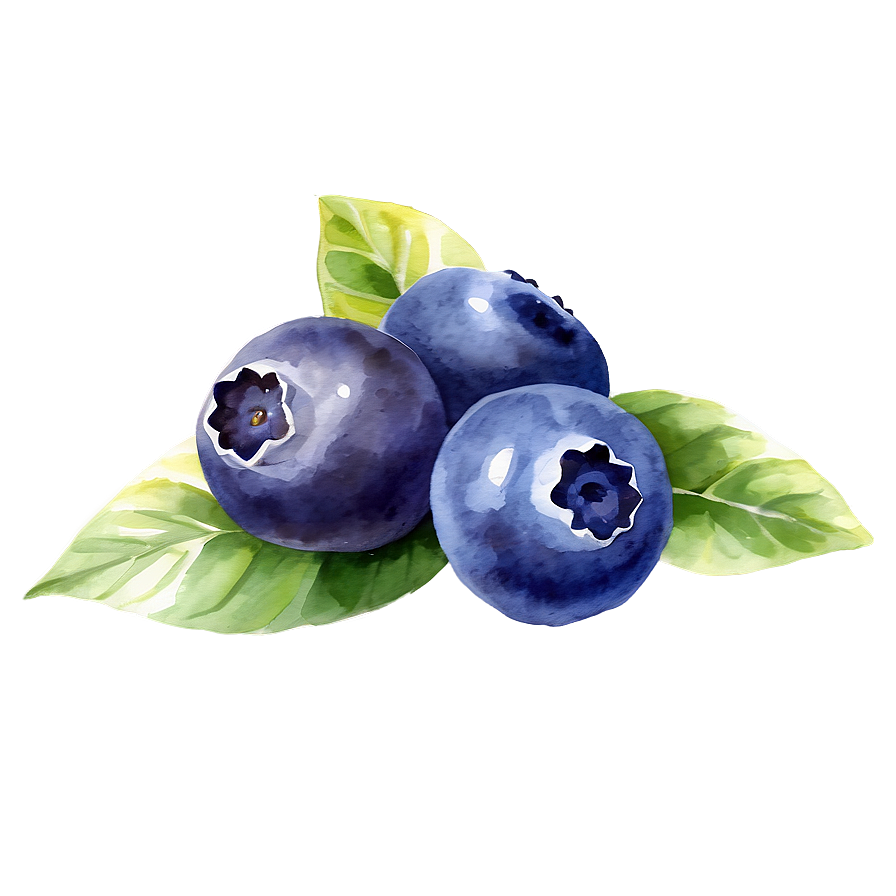 Blueberry Watercolor Png Xst