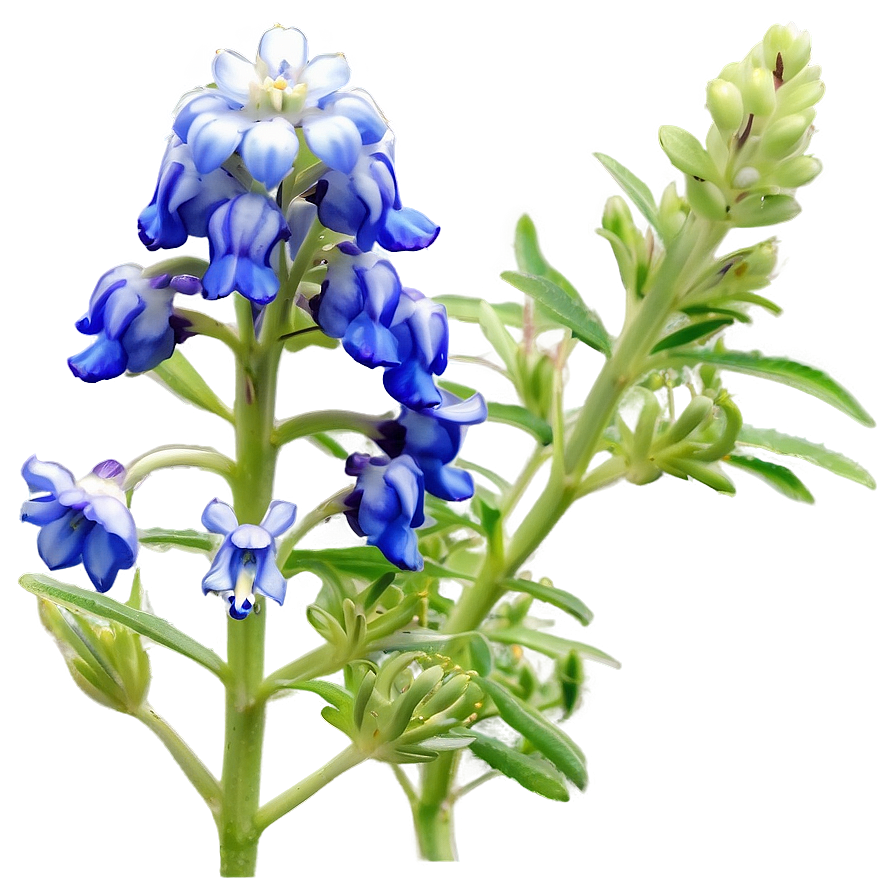 Bluebonnet At Dusk Png 06272024