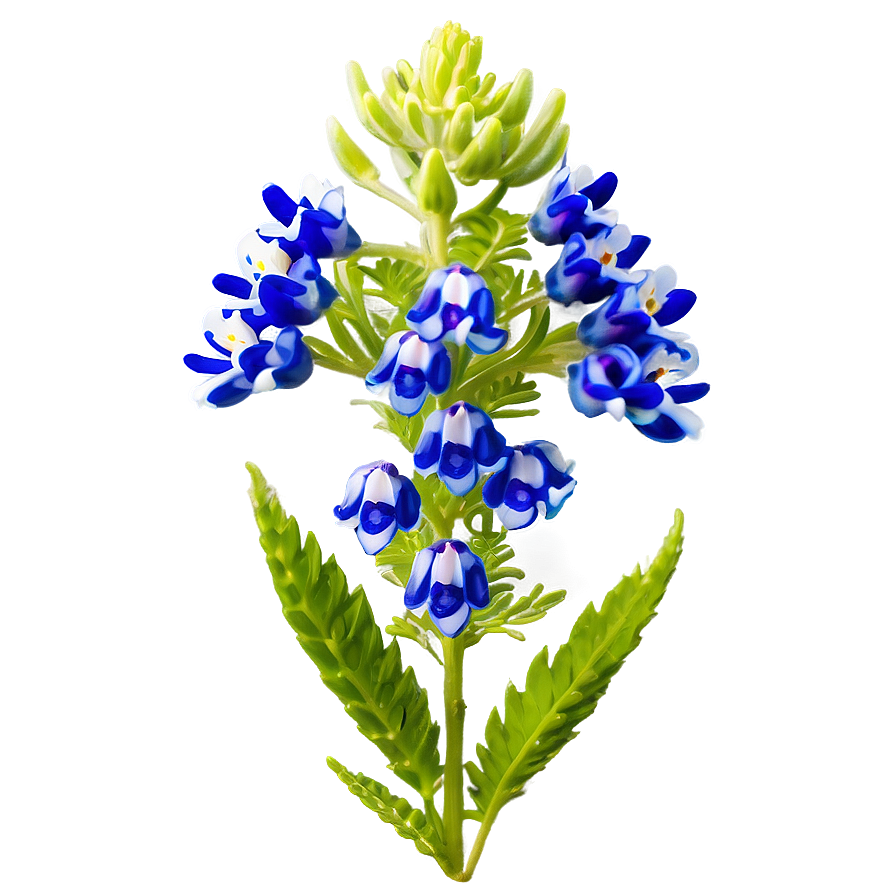 Bluebonnet B