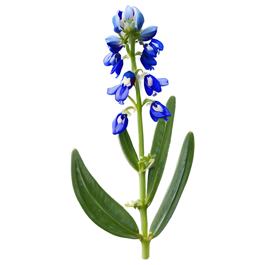 Bluebonnet Botanical Art Png Eww