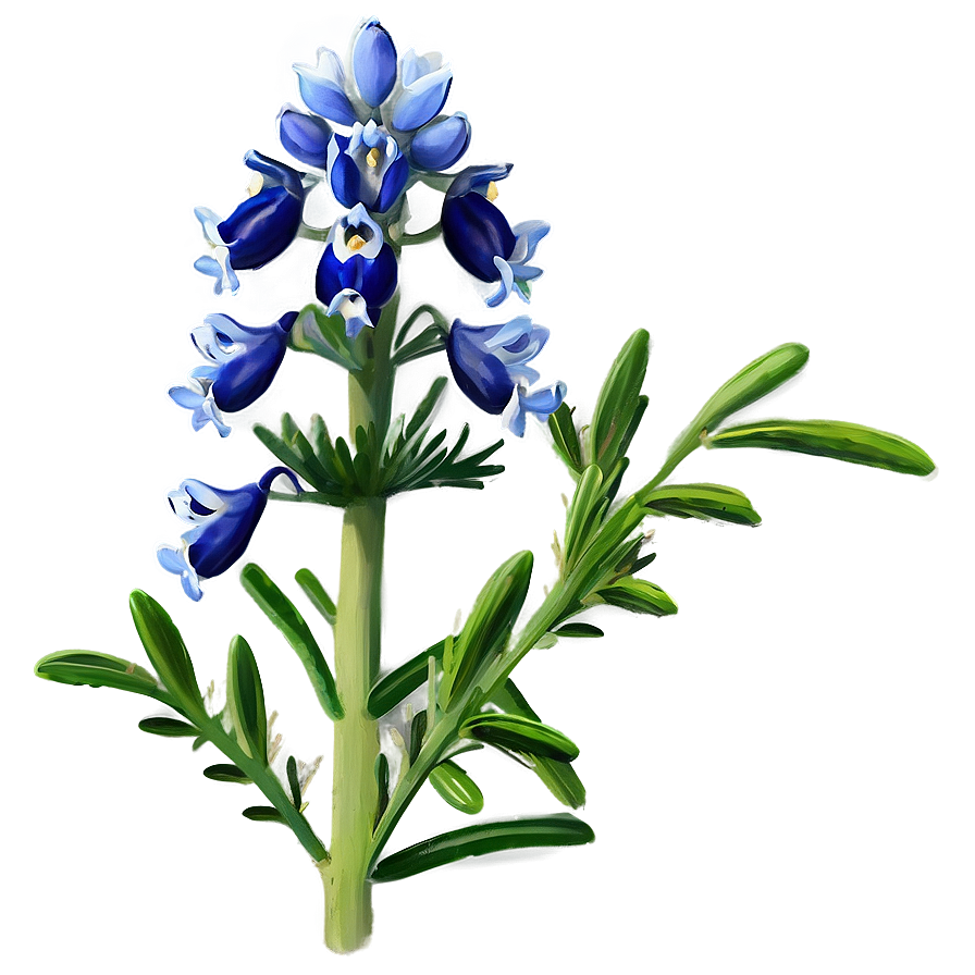 Bluebonnet Botanical Art Png Jvh