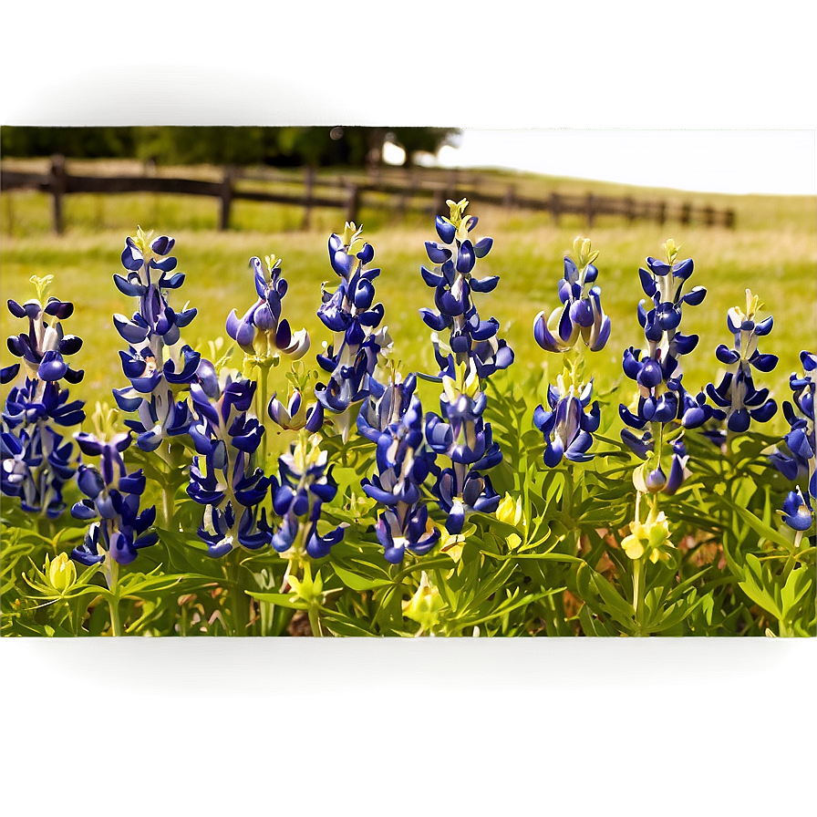 Bluebonnet Festival Png 36