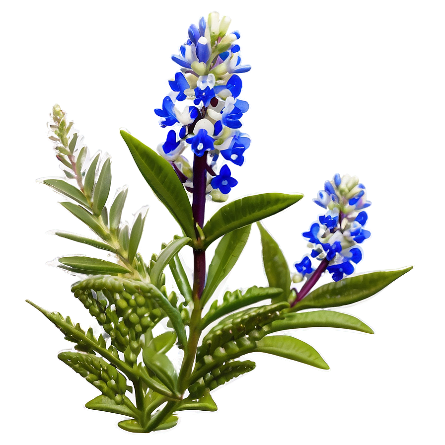 Bluebonnet Hill Country Png Ffy