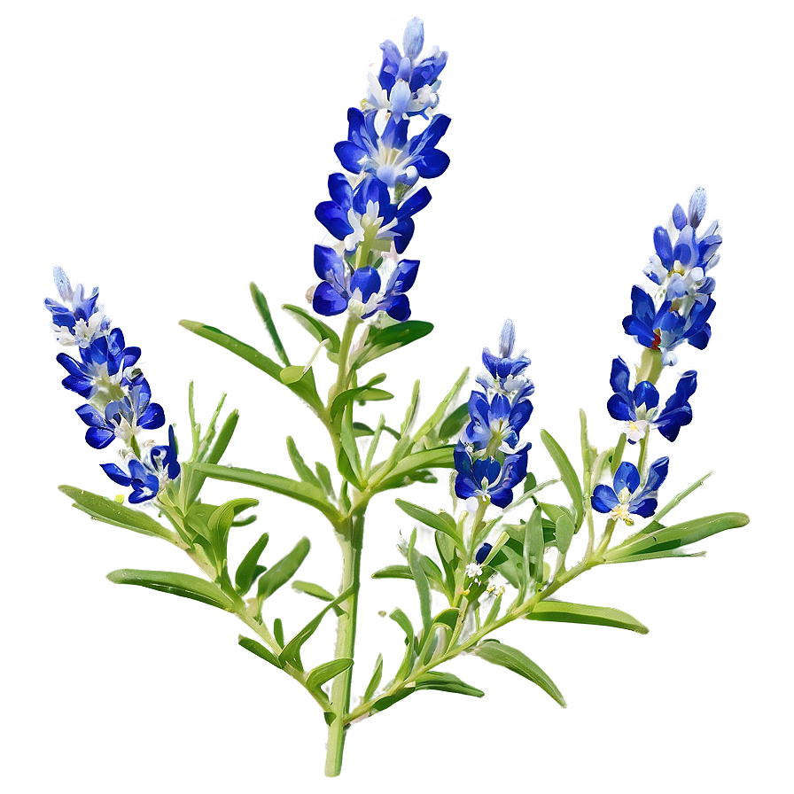 Bluebonnet Hill Country Png Fpb75