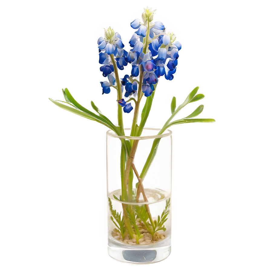 Bluebonnet In A Vase Png 06272024