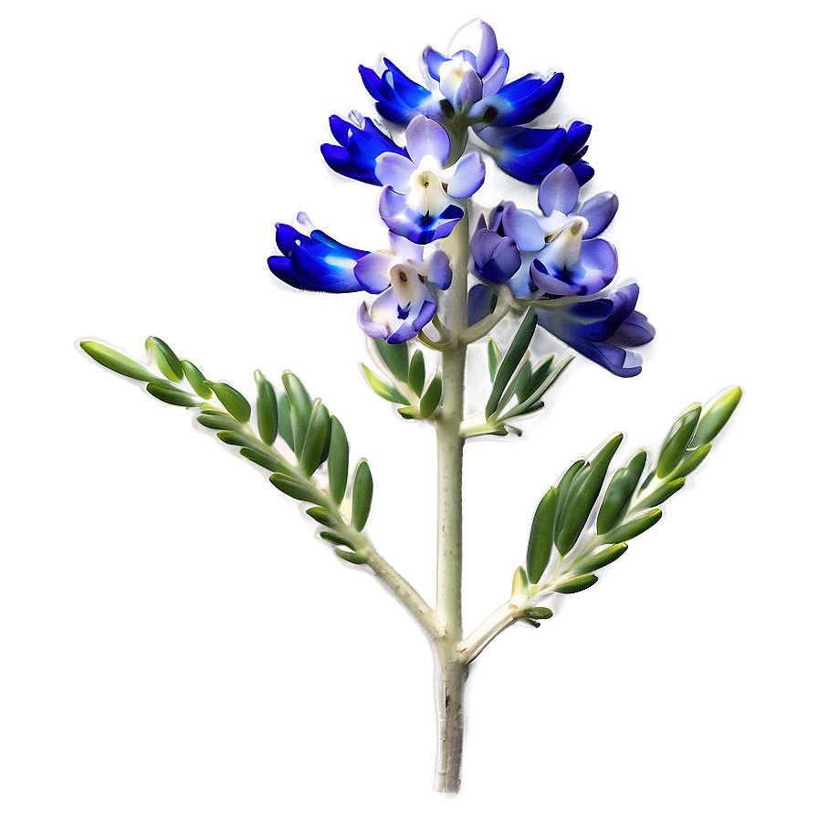 Bluebonnet In Soft Light Png Ivc67