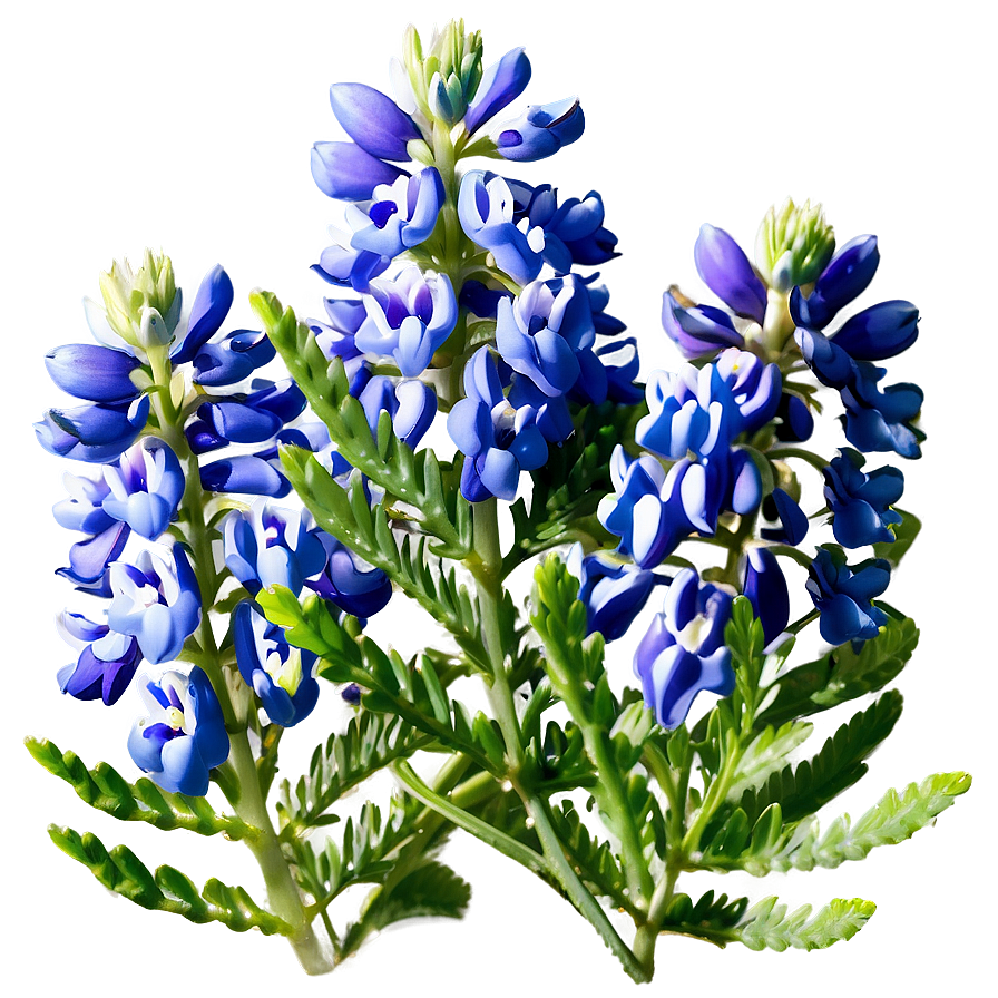 Bluebonnet Natural Habitat Png 61