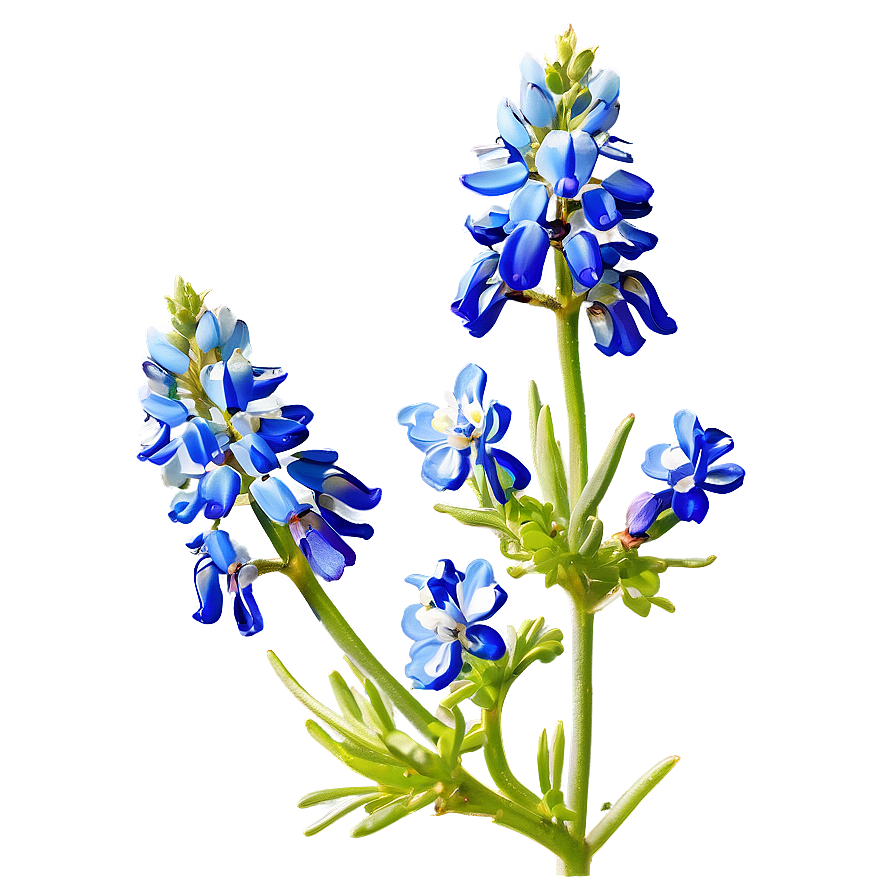 Bluebonnet With Blue Sky Png 66