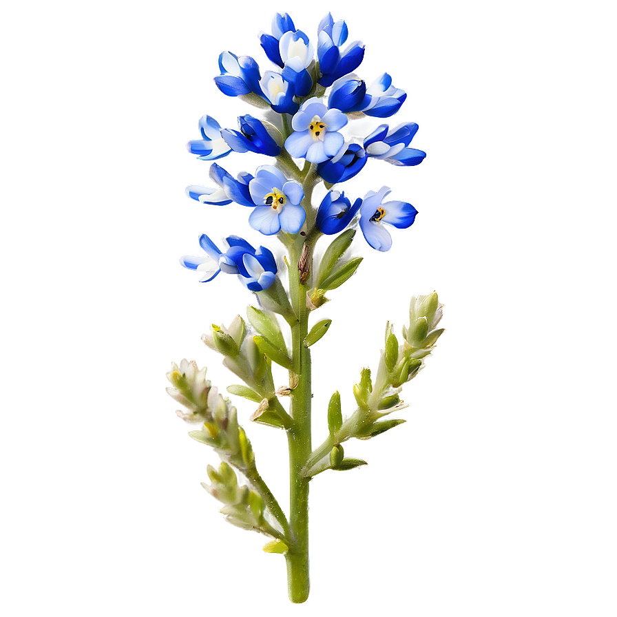 Bluebonnet With Blue Sky Png Uff