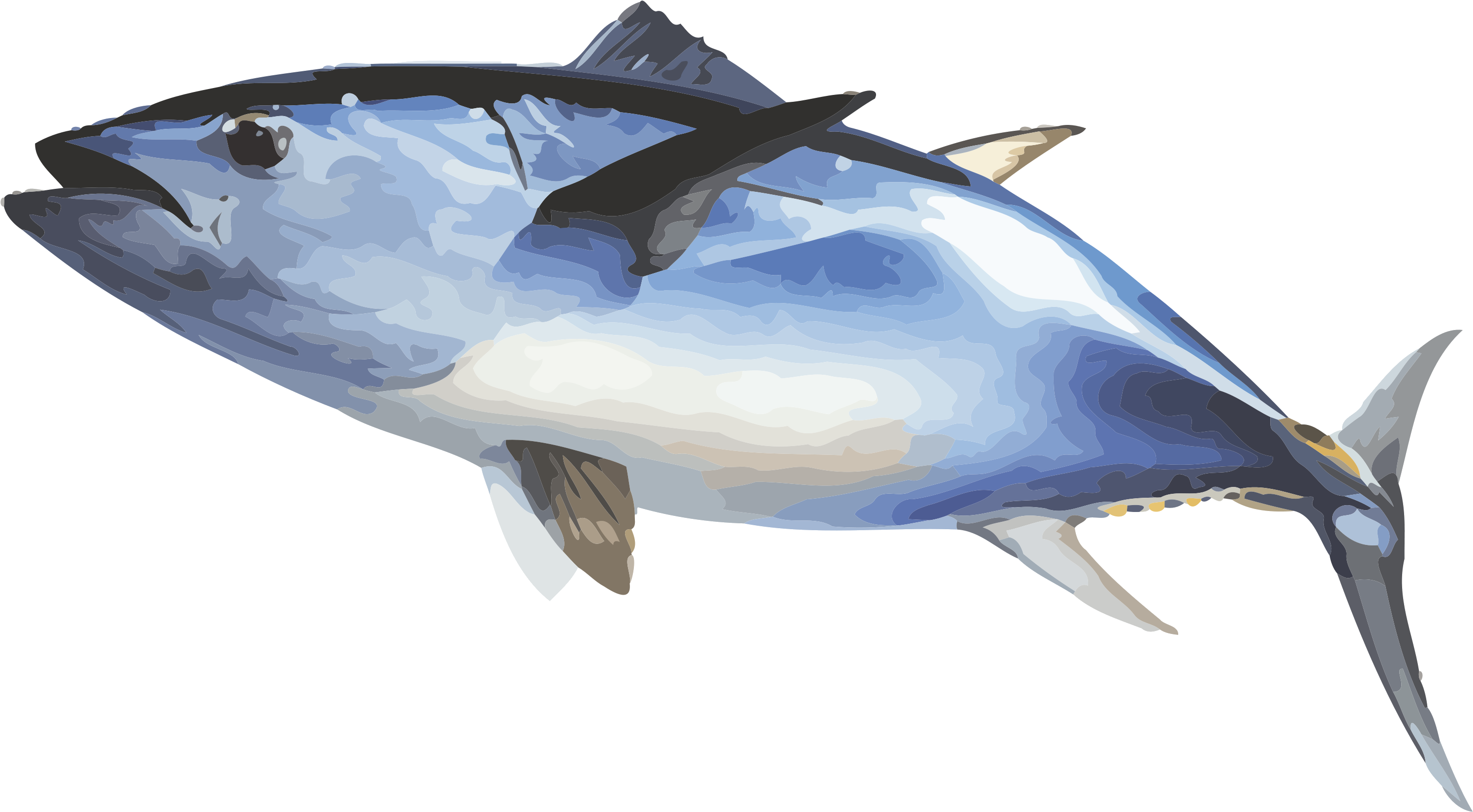 Bluefin Tuna Illustration.png