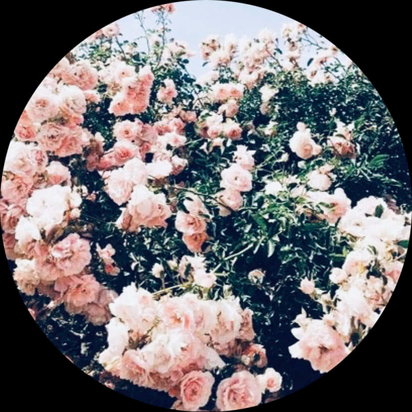 Blush Rose Garden Circle