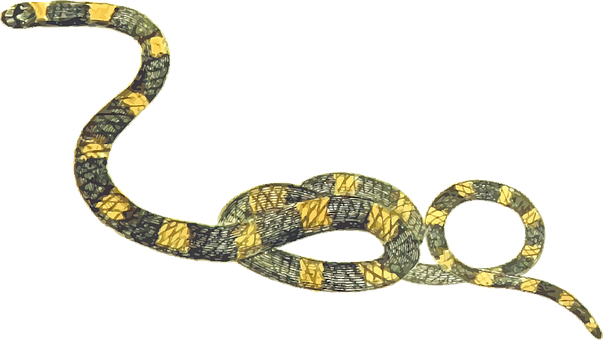 Boa Constrictor Transparent Background