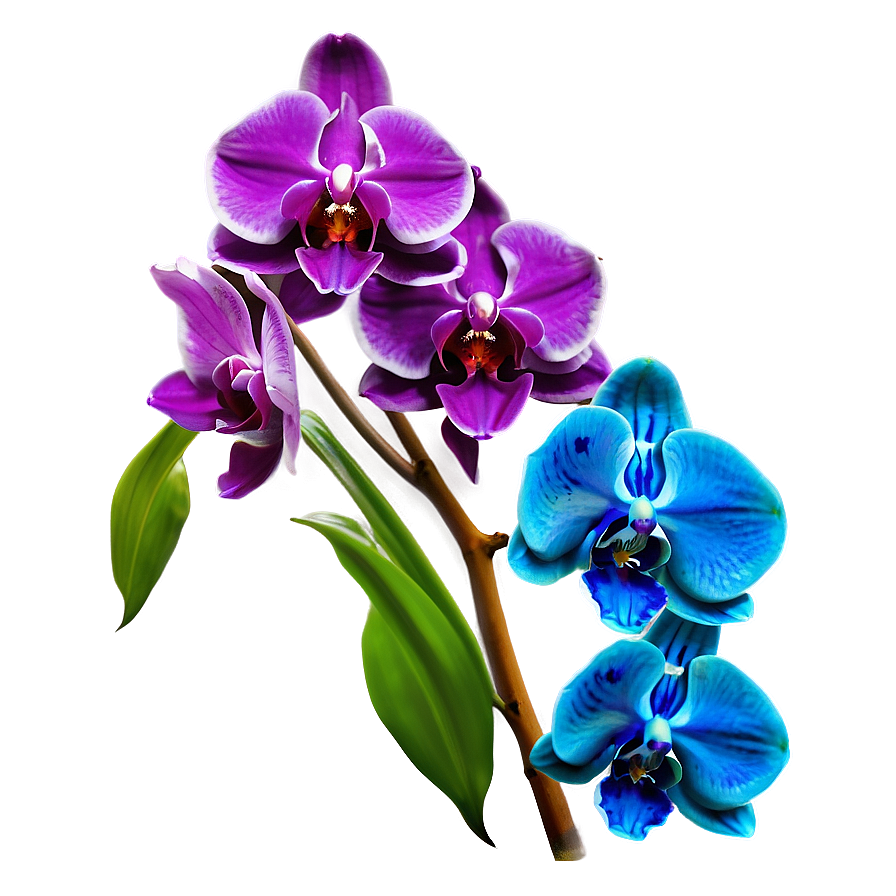 Bold Blue Orchid Png 06252024