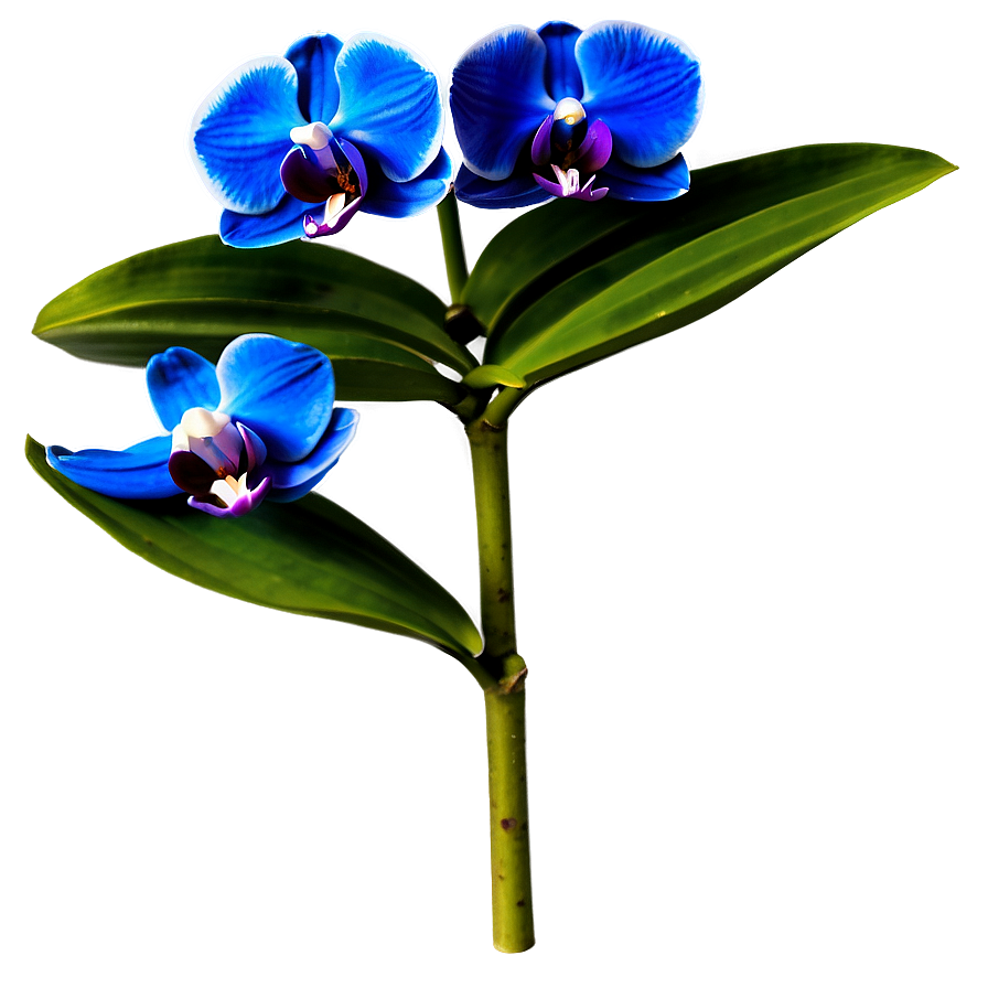 Bold Blue Orchid Png 06252024