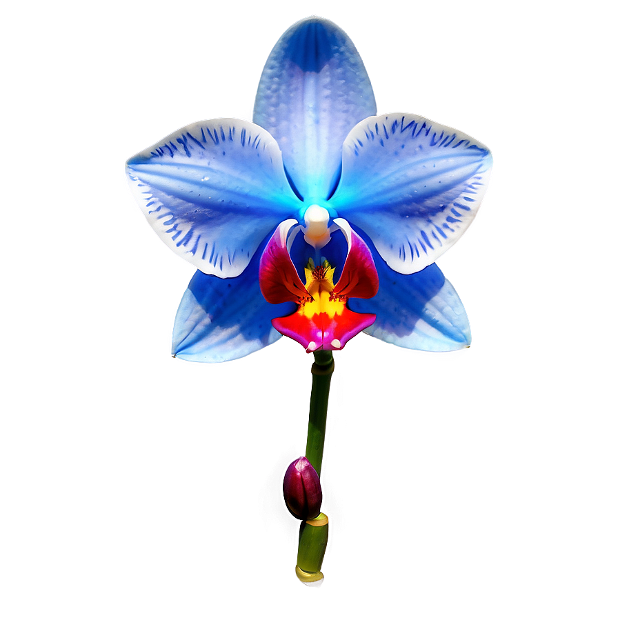 Bold Blue Orchid Png Hjl69