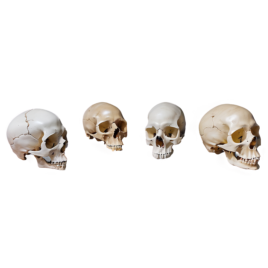 Bone And Skull Png 83