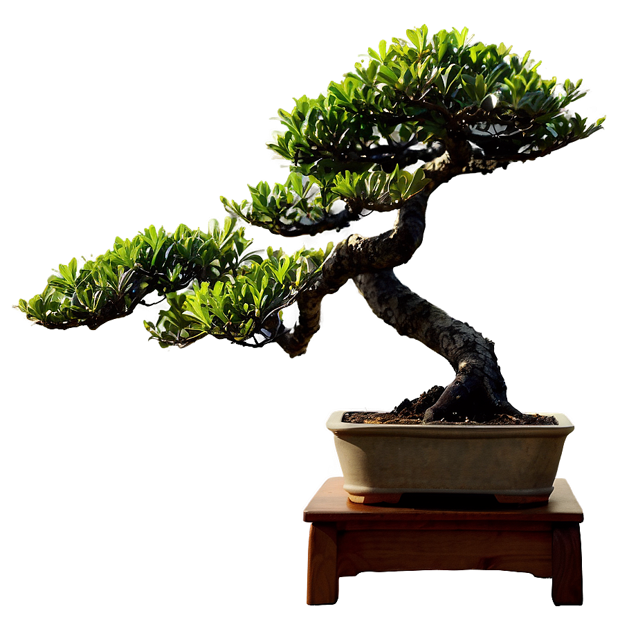 Bonsai A