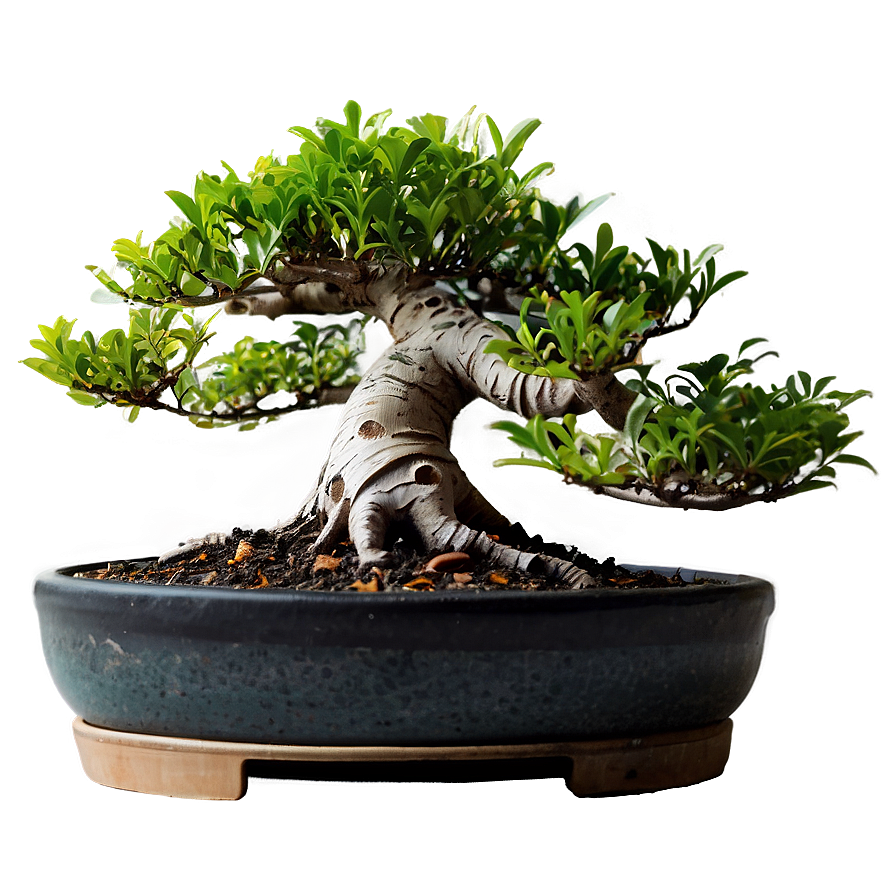 Bonsai C