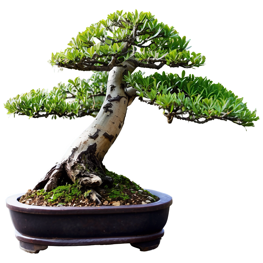 Bonsai D