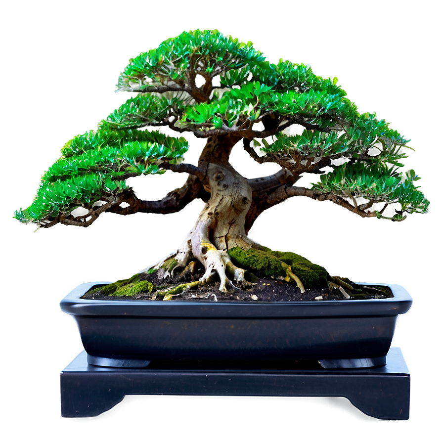 Bonsai Forest Scene Png 06252024