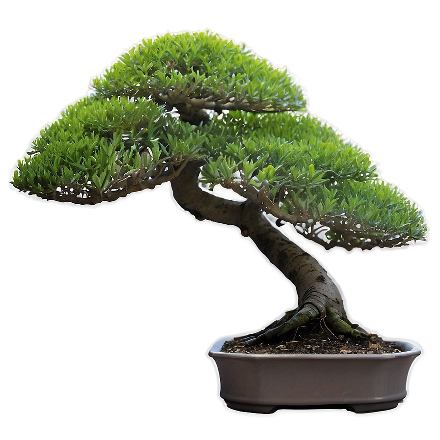 Bonsai Plant Care Png 38