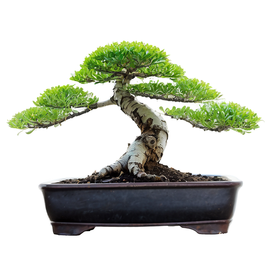 Bonsai Plant Care Png 76