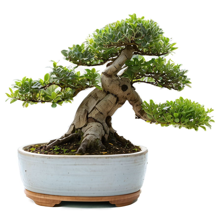 Bonsai Plant Care Png Fbe