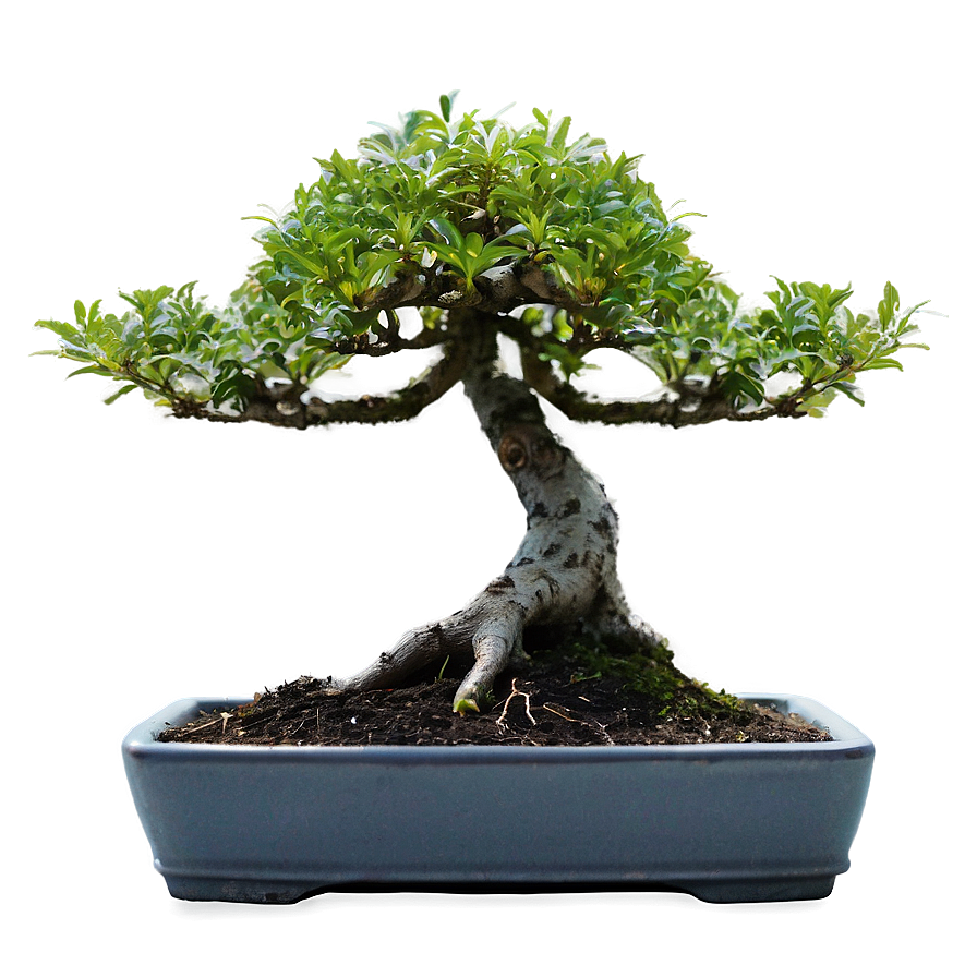 Bonsai Plant Care Png Klj