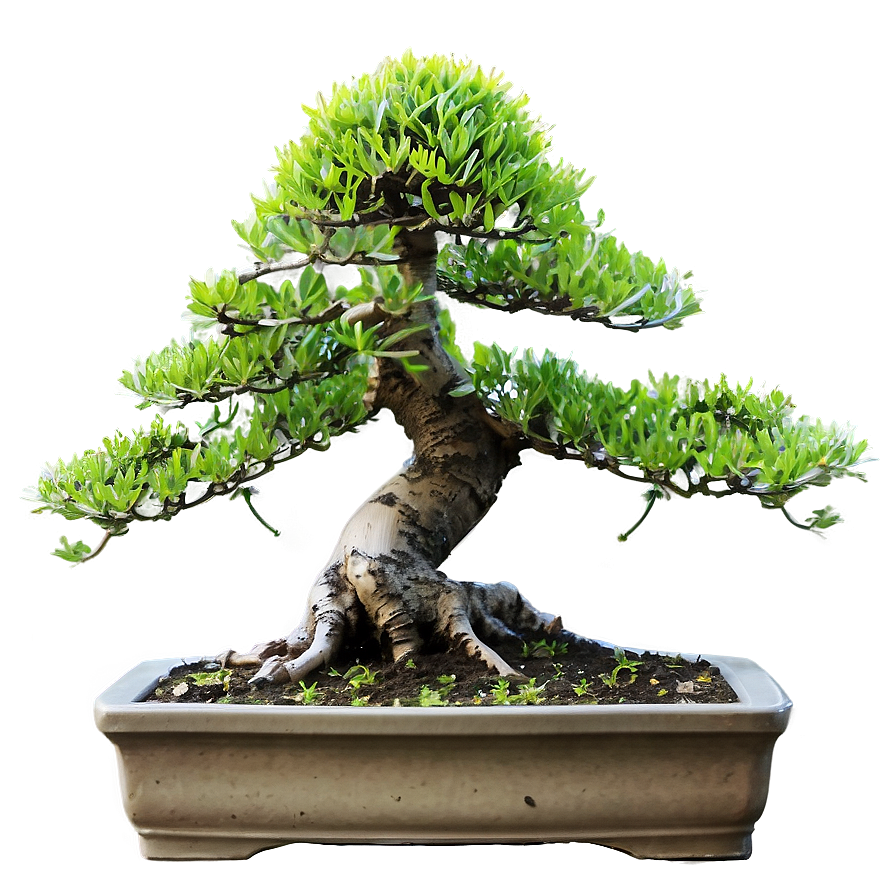 Bonsai Plant Clipart Png 06272024