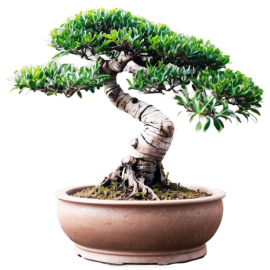 Bonsai Plant Clipart Png Mck