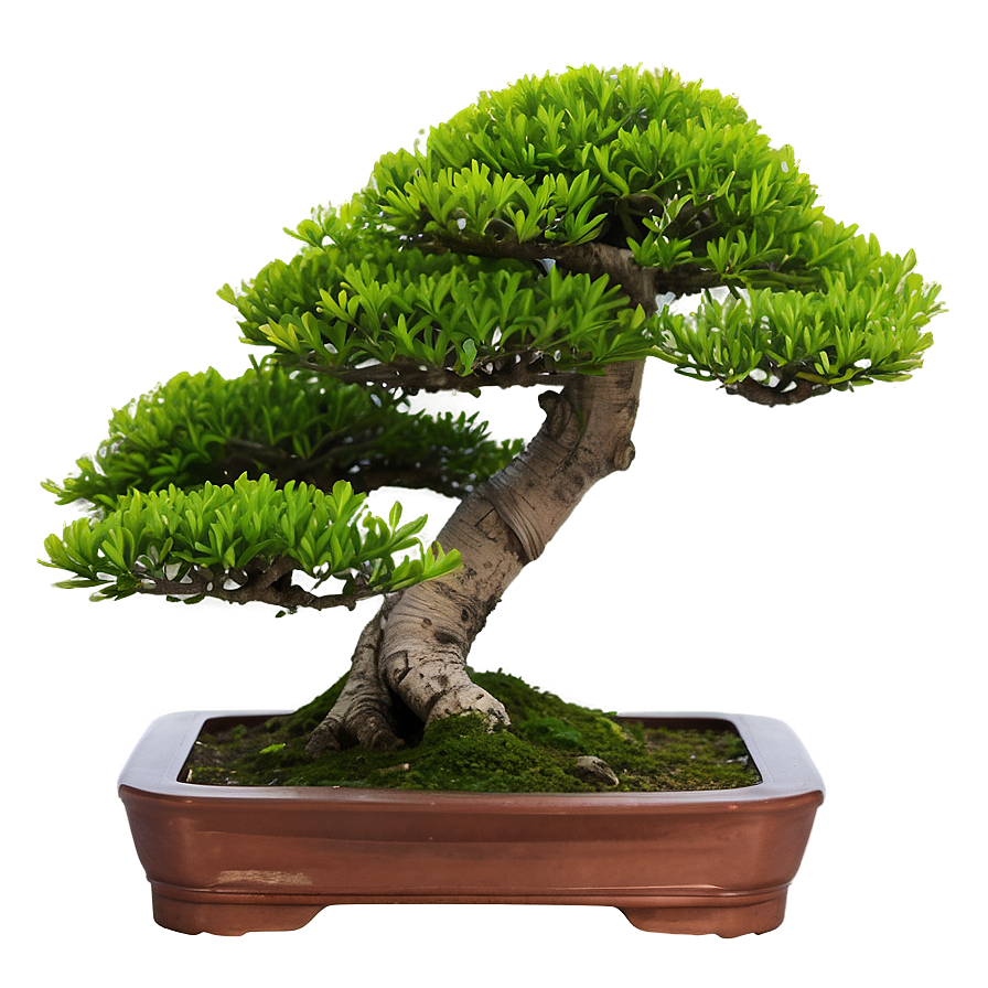 Bonsai Plant Png 05032024