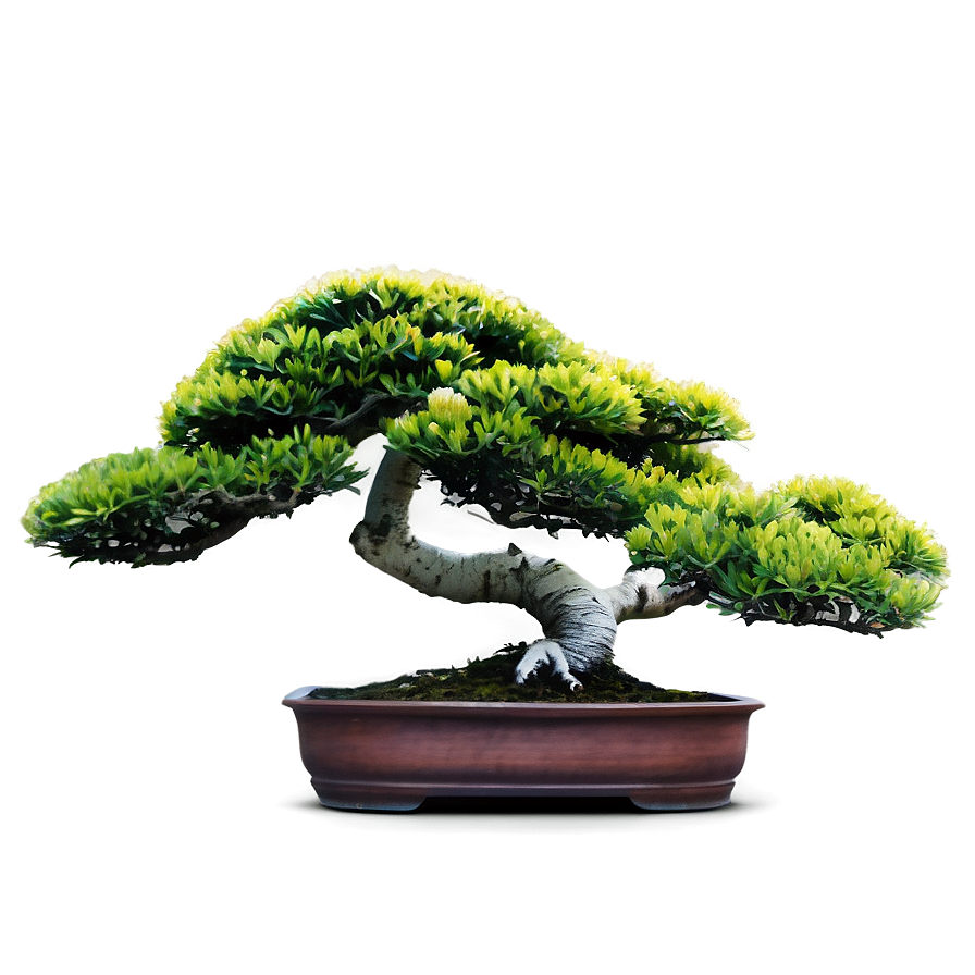 Bonsai Plant Png Hhm15